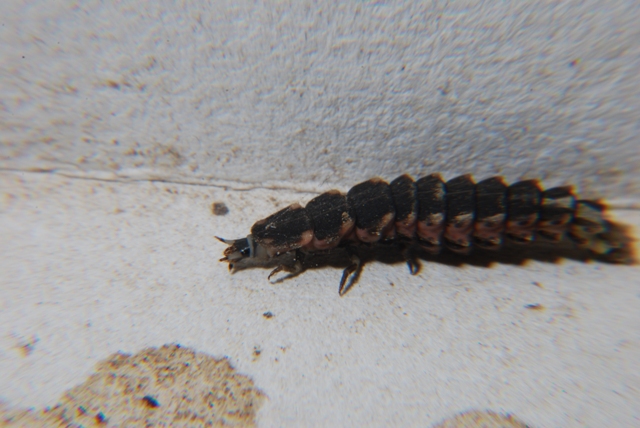 Larva di Lampiridae